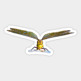 Eye to Eye Dragon fly Sticker